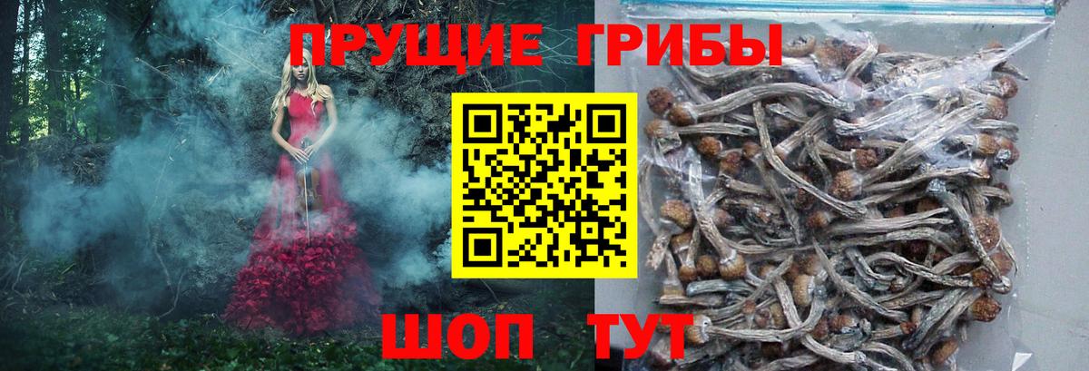 Саянск  Псилоцибиновые грибы Psilocybine cubensis  Псилоцибиновые грибы мухоморы  Вход с VPN 